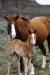 Quarter_Horse_and_foal.jpg